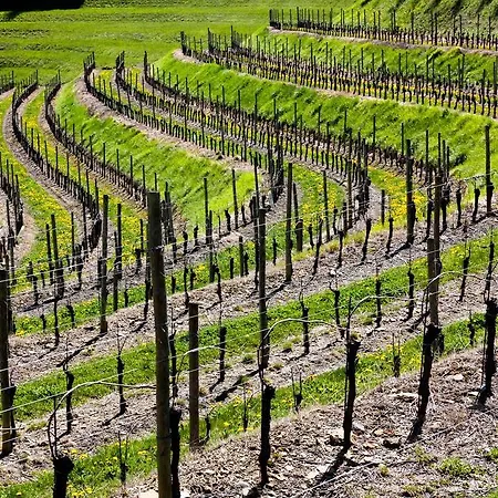 Frühstückspension D'orsaria And Wines