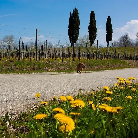 Bed & Breakfast D'orsaria And Wines