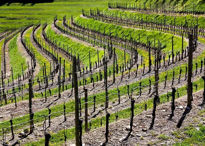 Bed & Breakfast D'orsaria And Wines