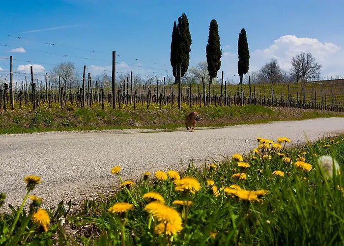 Bed & Breakfast D'orsaria And Wines
